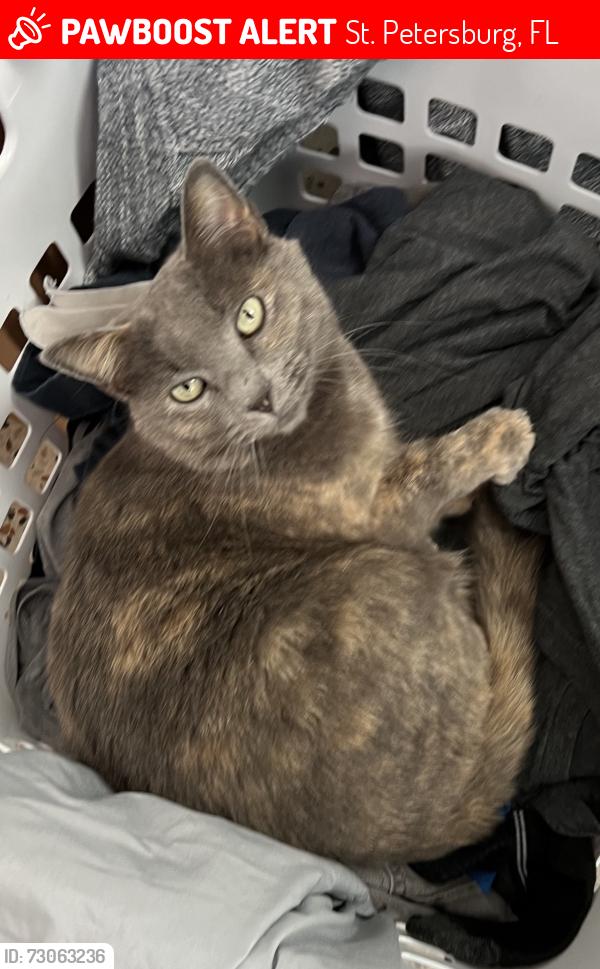 Lost Female Cat last seen Snell Isle St. Petersburg, St. Petersburg, FL 33704