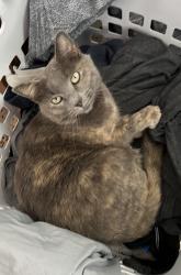 Lost Female Cat last seen Snell Isle St. Petersburg, St. Petersburg, FL 33704