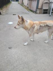 Found/Stray Female Dog last seen King Street, San Bernardino, CA 92410