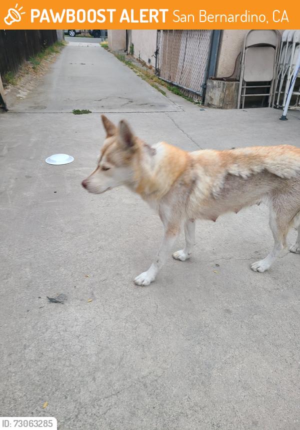 Found/Stray Female Dog last seen King Street, San Bernardino, CA 92410