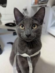Lost Male Cat last seen Kristina park, Ottawa, ON K2M 0B6