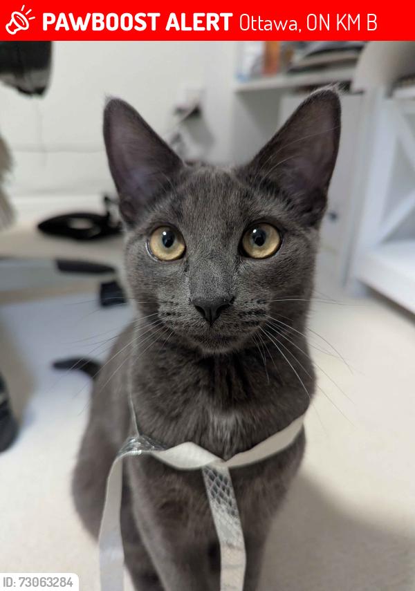 Lost Male Cat last seen Kristina park, Ottawa, ON K2M 0B6