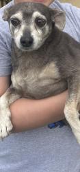 Reunited Male Dog last seen Clinton and Isleta, Albuquerque, NM 87105