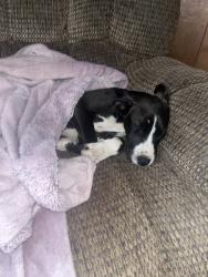 Found/Stray Male Dog last seen Berea middle school, Greenville County, SC 29617