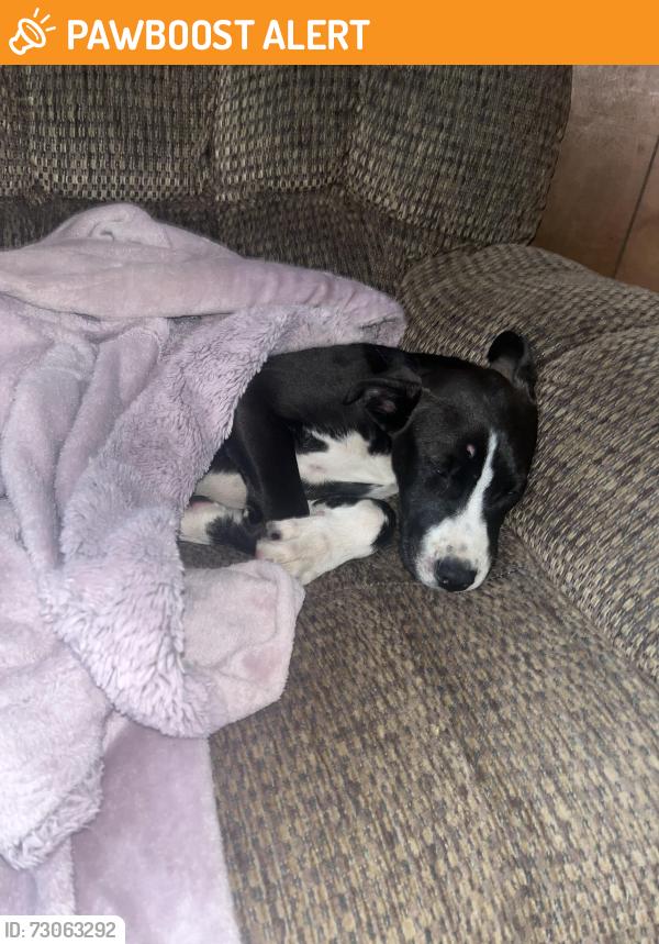 Found/Stray Male Dog last seen Berea middle school, Greenville County, SC 29617
