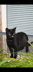 Lost Male Cat last seen Wickham Place, Charlottesville, VA 22901