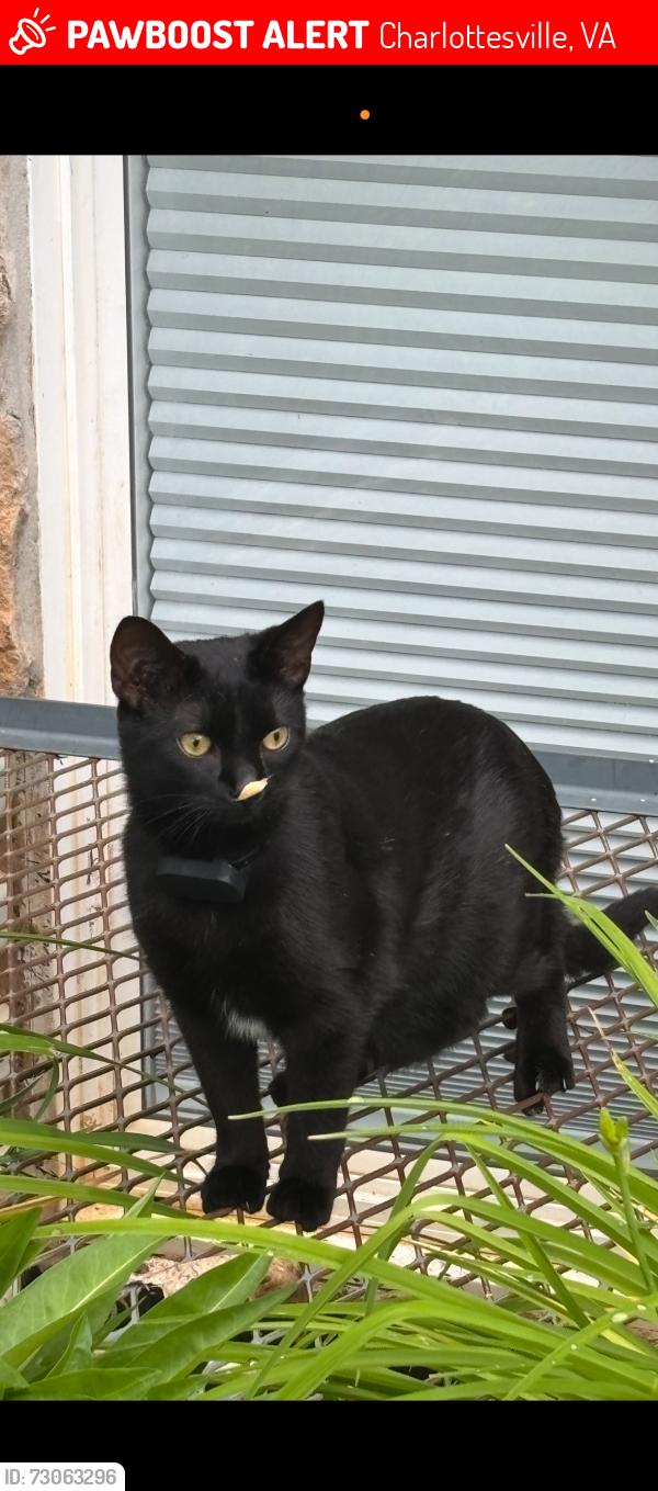 Lost Male Cat last seen Wickham Place, Charlottesville, VA 22901