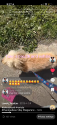 Lost Male Dog last seen Hewitt ave, Cincinnati, OH 45207