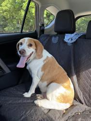 Found/Stray Female Dog last seen Ken-O-Sha Park, Grand Rapids, MI 49508