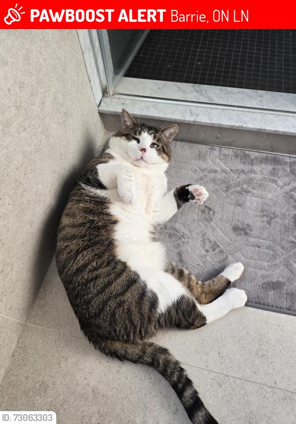 Lost Male Cat last seen Wood Street, Barrie, ON L4N