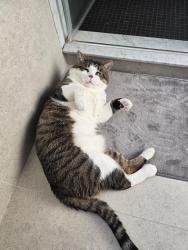 Lost Male Cat last seen Wood Street, Barrie, ON L4N