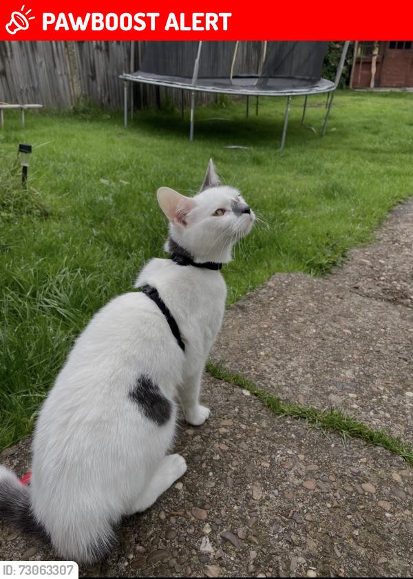 Lost Female Cat last seen Brick kiln lane, Nottinghamshire, England 
