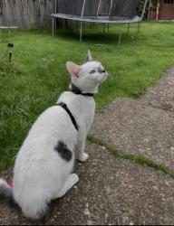 Lost Female Cat last seen Brick kiln lane, Nottinghamshire, England 