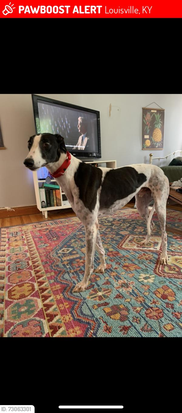 Lost Male Dog last seen Caldwell Street and Schiller Ave, Louisville, KY 40204
