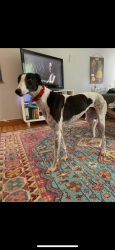 Lost Male Dog last seen Caldwell Street and Schiller Ave, Louisville, KY 40204