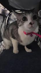 Reunited Female Cat last seen Rowan Drive, Clayton, NC, Clayton, NC 27520