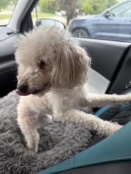Reunited Female Dog last seen Green Acres Dr and Sycamore Dr, Morris, IL 60450