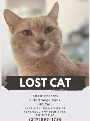 Lost Female Cat last seen She went missing in Urbana, off of Briarcliff Dr, between Philo Road and S Cottage Grove Road., Urbana, IL 61801