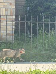 Found/Stray Unknown Cat last seen Ellsworth street, Bridgeport, CT 06605