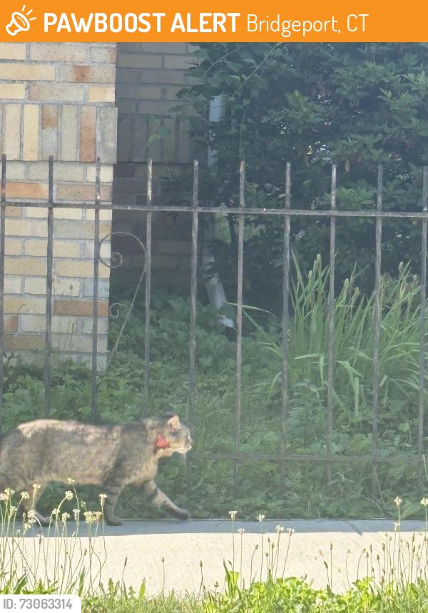 Found/Stray Unknown Cat last seen Ellsworth street, Bridgeport, CT 06605