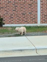 Found/Stray Unknown Dog last seen Intersection of Patterson and Northwest Blvd across from the Church's chicken, Winston-Salem, NC 27105