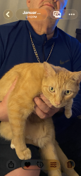Lost Male Cat last seen Harriet & Neiman Ave’s , Baltimore, MD 21230