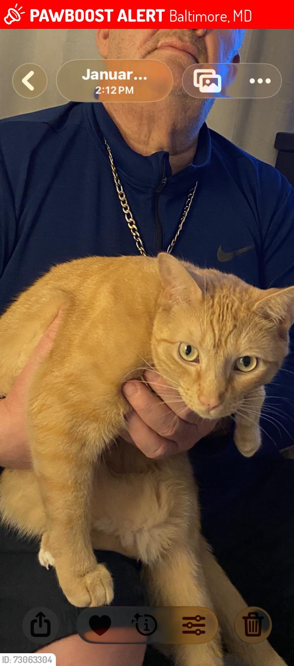 Lost Male Cat last seen Harriet & Neiman Ave’s , Baltimore, MD 21230