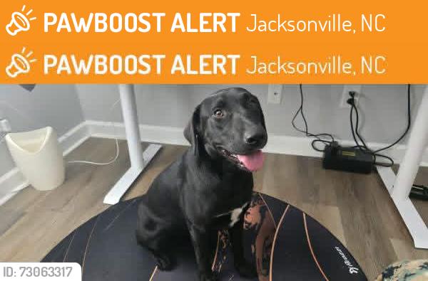 Found/Stray Unknown Dog last seen Morton Elementary, Jacksonville, NC 28546