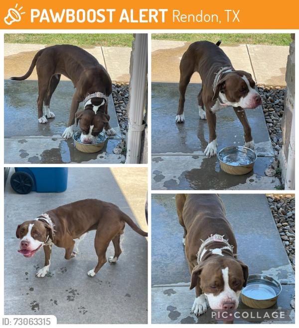 Found/Stray Female Dog last seen Bennett Lawson Rd/ Price Rd, Rendon, TX 76063