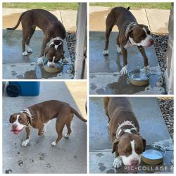 Found/Stray Female Dog last seen Bennett Lawson Rd/ Price Rd, Rendon, TX 76063