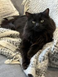 Lost Female Cat last seen Down the street from Village Church , Rancho Santa Fe, CA 92067