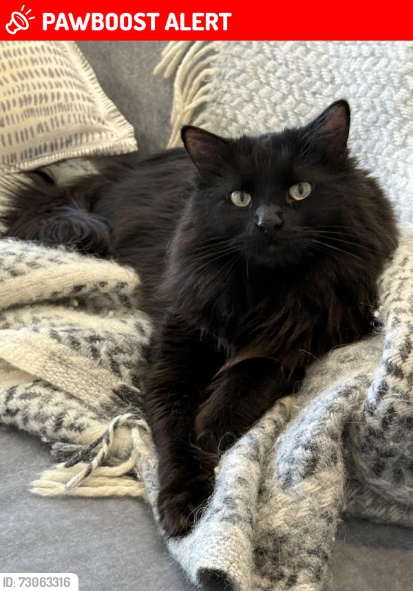 Lost Female Cat last seen Down the street from Village Church , Rancho Santa Fe, CA 92067