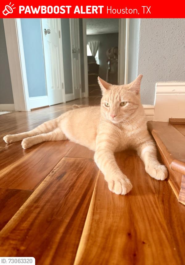 Lost Male Cat last seen Autumn Forest Dr, Houston, TX 77092