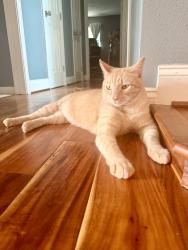 Lost Male Cat last seen Autumn Forest Dr, Houston, TX 77092