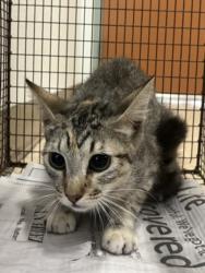 Shelter Stray Female Cat last seen , 957 N Gaffey St, San Pedro, CA 90731, USA
