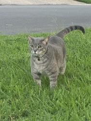 Lost Male Cat last seen Lake Country Neighborhood, Fort Worth, TX 76179