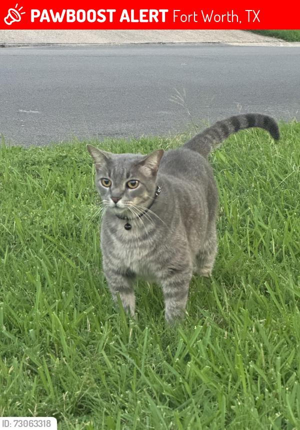 Lost Male Cat last seen Lake Country Neighborhood, Fort Worth, TX 76179