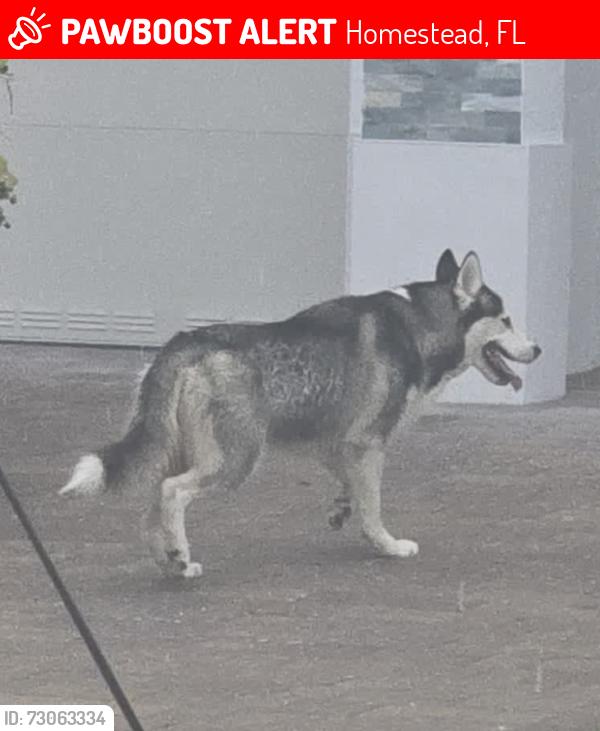 Lost Female Dog last seen Se 25 ave, Homestead, FL 33035