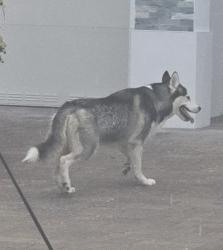 Lost Female Dog last seen Se 25 ave, Homestead, FL 33035