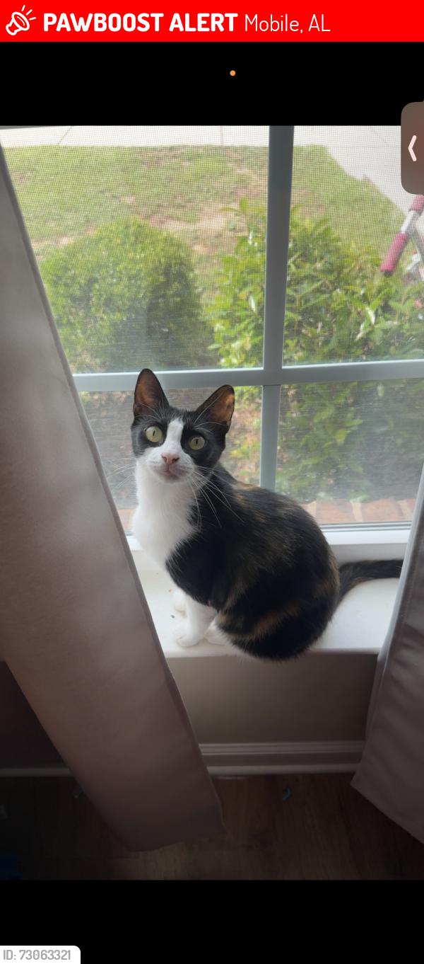 Lost Female Cat last seen Hillcrest, girby rd, cottage hill, Mobile, AL 36693