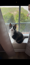 Lost Female Cat last seen Hillcrest, girby rd, cottage hill, Mobile, AL 36693