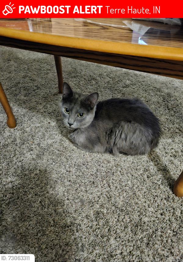 Lost Male Cat last seen Sycamore Country Club, Terre Haute, IN 47803