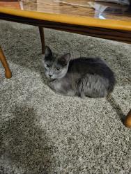 Lost Male Cat last seen Sycamore Country Club, Terre Haute, IN 47803