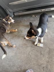 Found/Stray Unknown Dog last seen Near H Club Road, Denham Springs, LA 70726
