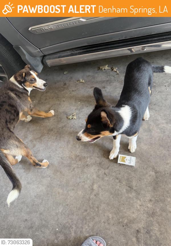Found/Stray Unknown Dog last seen Near H Club Road, Denham Springs, LA 70726