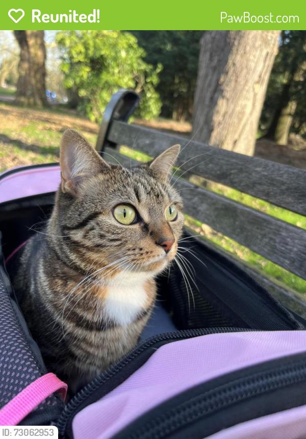 Reunited Female Cat last seen All saints close n9 , Greater London, England N9 9AT