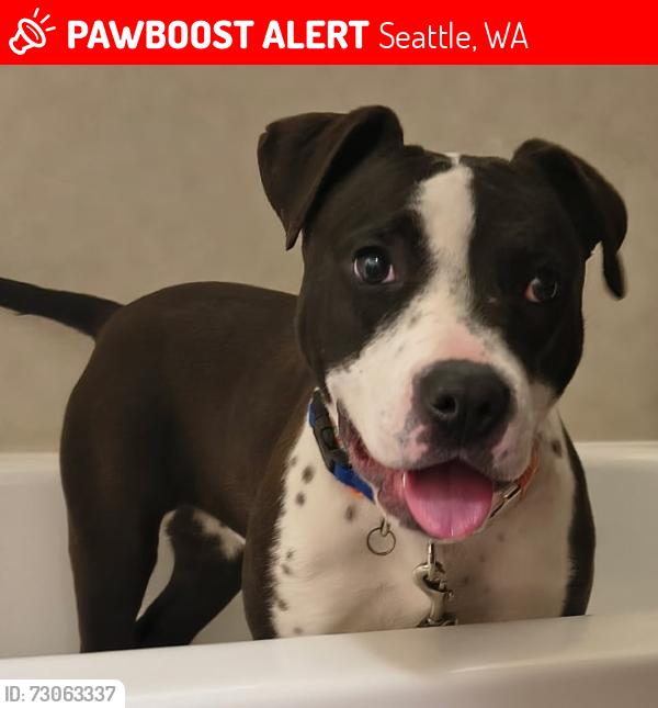 Lost Female Dog last seen 3rd Ave & Seneca , Seattle, WA 98101