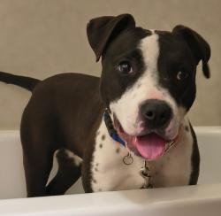 Lost Female Dog last seen 3rd Ave & Seneca , Seattle, WA 98101