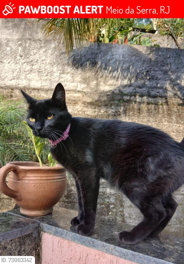 Lost Female Cat last seen Servidão João Alberto, 503 (Meio da Serra), Meio da Serra, RJ 