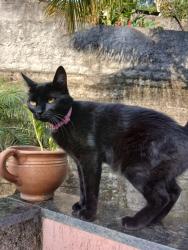 Lost Female Cat last seen Servidão João Alberto, 503 (Meio da Serra), Meio da Serra, RJ 